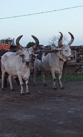 બળદ વેચવાના છે