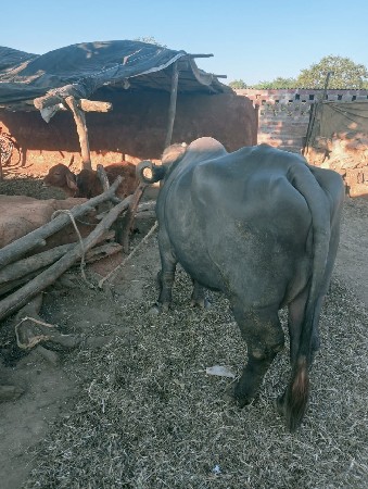 ભેંસ વેસવાની છે