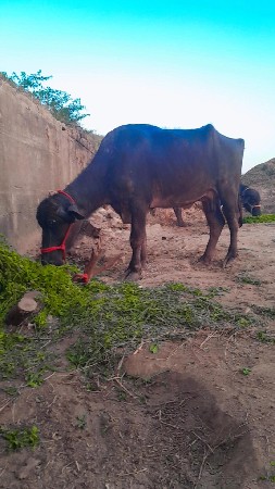 ખડેલી વેસવા ની સે