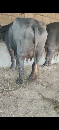 थंबनेल 3