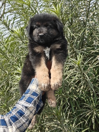 German shepherd male