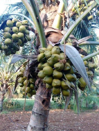 થંબનેલ 2