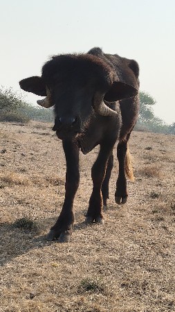 પાડો વેચવાનો છે