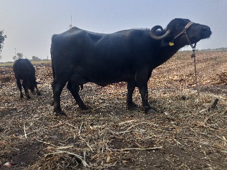 ek Mahina 99 padi hai