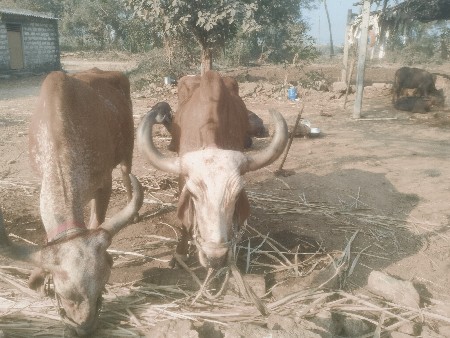 थंबनेल 3