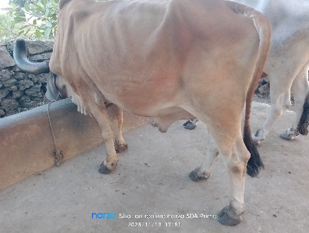 બળદ દેવાનો છે