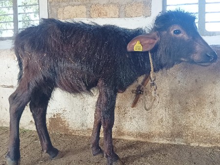 પાડી વેચવાની છે.