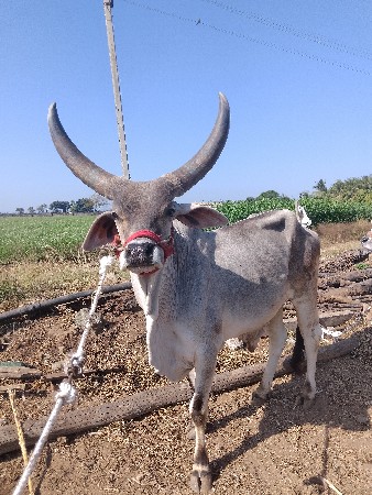 थंबनेल 3