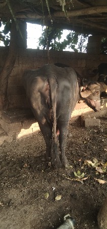 ભેંશ વેશવાની છે