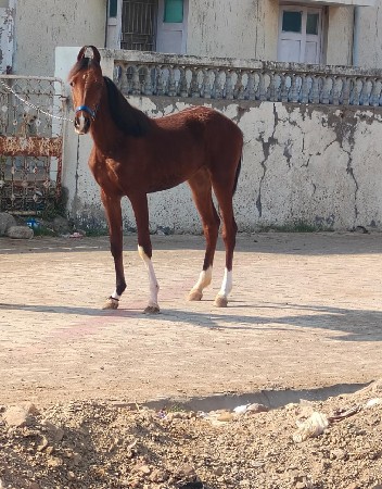 વછેરી વેચવાની છે