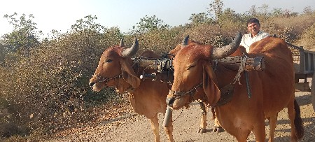 દેસી ગોધલા વેચવાના છે