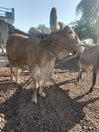બળદ વેચવા ના છે