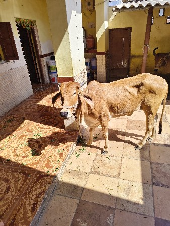 थंबनेल 2