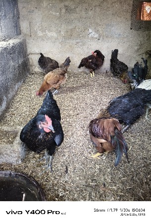 પીયોર.દેસી મુરઘી વેચવાની છે