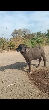 थंबनेल 2