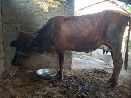 જર્સી ગાય વેચવાની છે