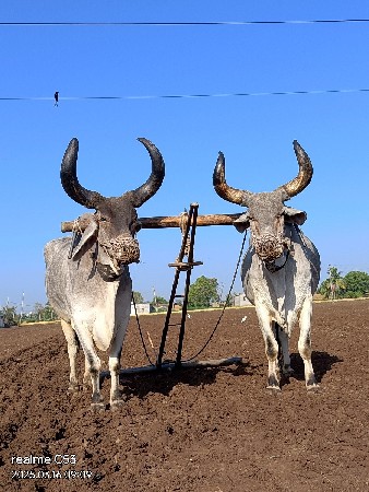 3 ધર આવછે