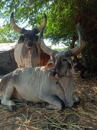 થંબનેલ 2