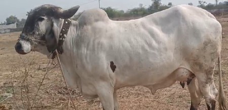 ગાય વેચવાની છે