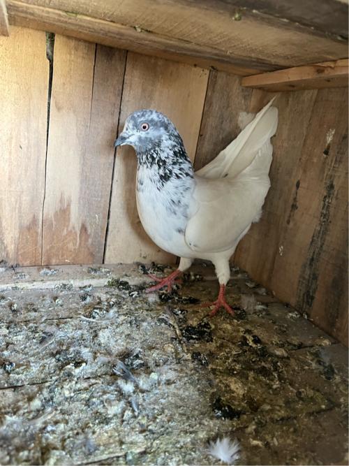 Madi Dewa ni che single char kalak limit