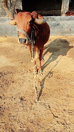 વેચવાની છે