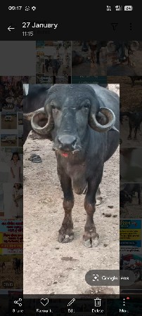 थंबनेल 3