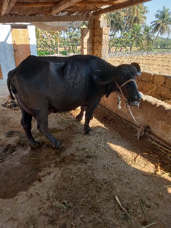 ભેશ વેચવાની છે