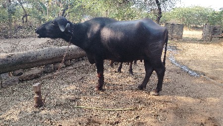 ભેંસ વેચવાની છે