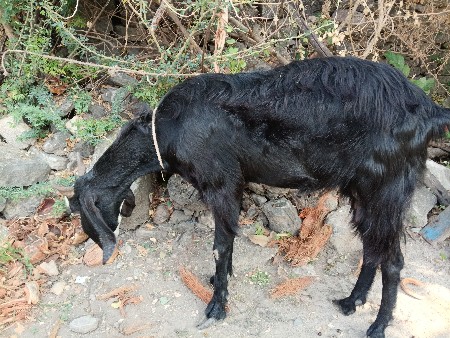 થંબનેલ 3