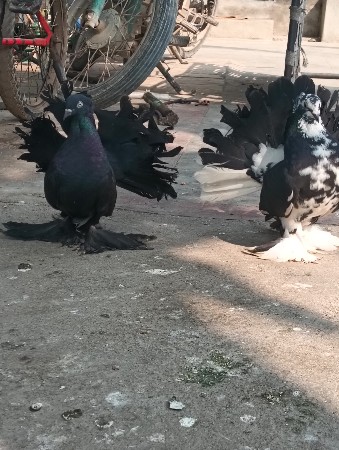 थंबनेल 2