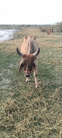 ગાય વેચવાની છે