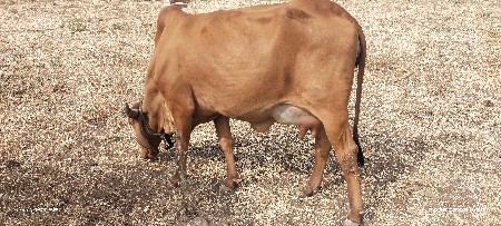 ગાય વેચવાની છે
