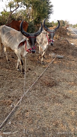 વેચવાના છે