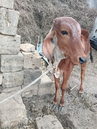 વાછડીછે