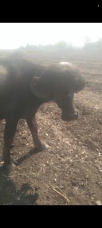 પાડો વેચવાનો સે