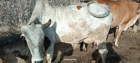 थंबनेल 2