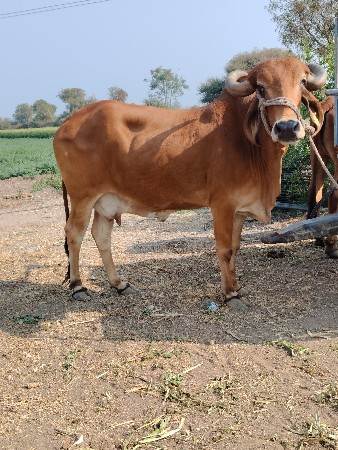 gay 6mahina gabhni kana lilda nu