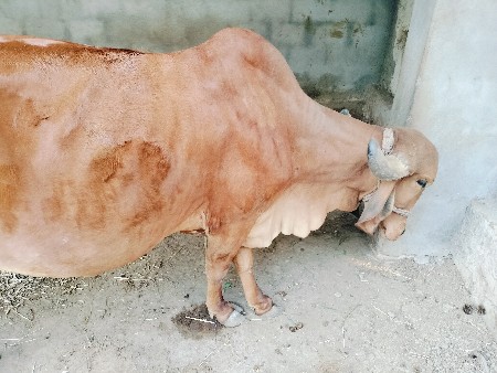 थंबनेल 2