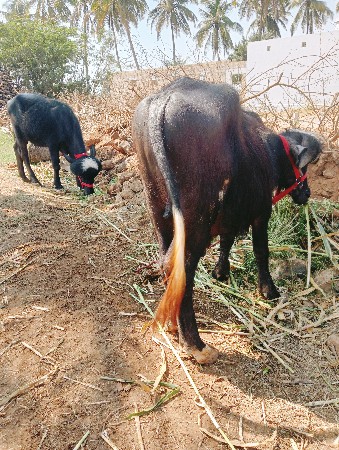 થંબનેલ 2