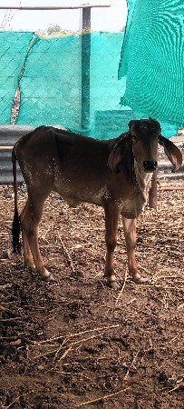 ગીર ગાય ના બચ્ચા
