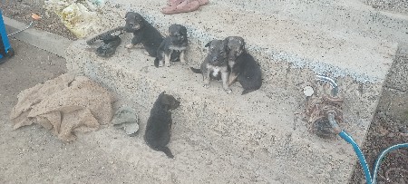 જરમન સફરના