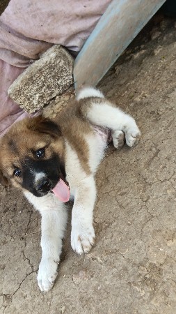 કુરો... છે.... વેસવાનો... છે