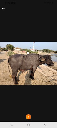 ગામ ધતુરીયા દ્વારકા જિલ્લો