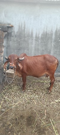 ગીર વેચવાની છે