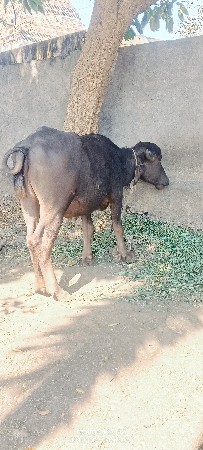 થંબનેલ 2