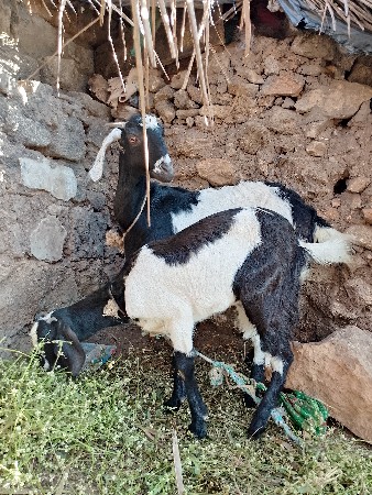 થંબનેલ 2