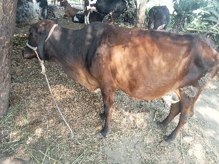 ગામ.  દુધ. 7