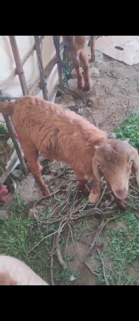 બકરા વેચવાના છે બતાવો બકરા છે પાંચ