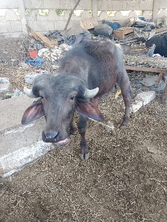 પાડો વેચવાનો છે