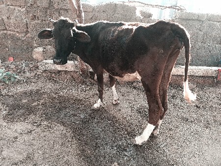 એચ એફ ઓડકી વેચવાની છે અઢી વર્ષની